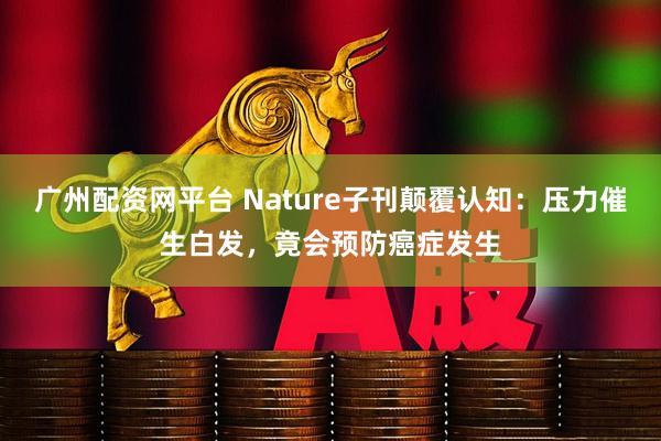 广州配资网平台 Nature子刊颠覆认知:压力催生白发,竟会预防癌症发生